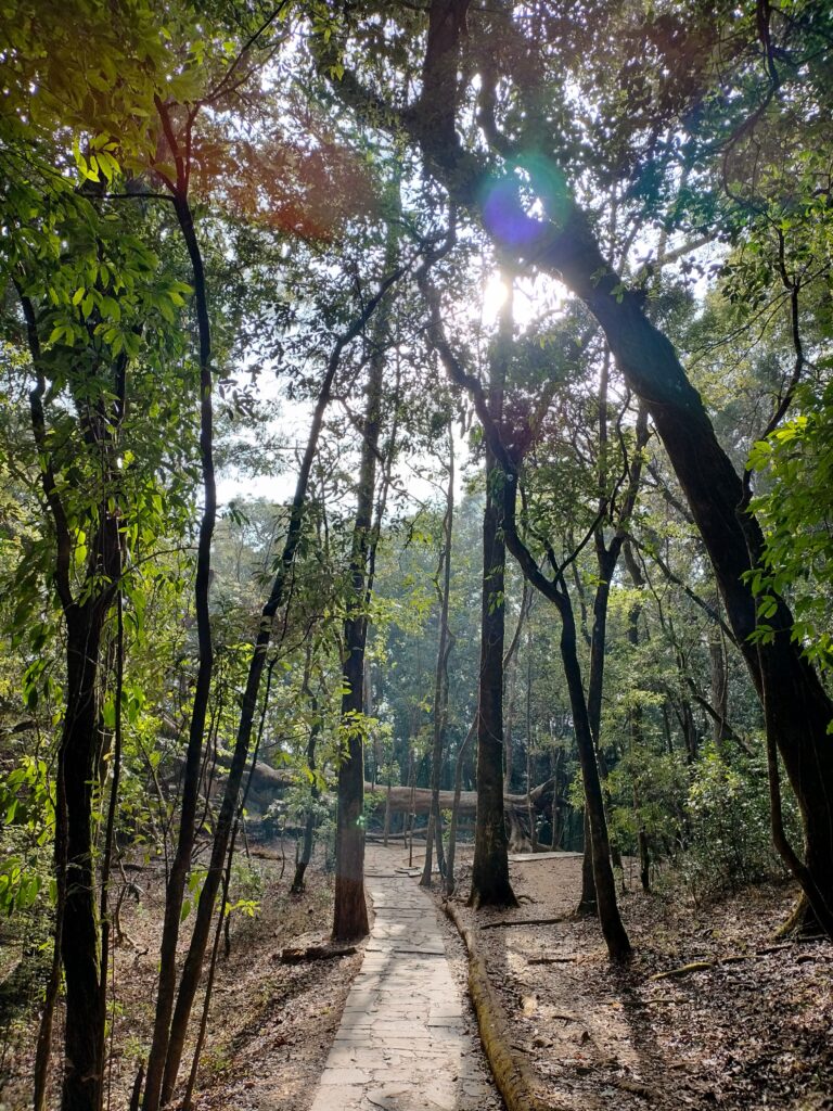 Mawpflang Sacred Forest Meghalaya